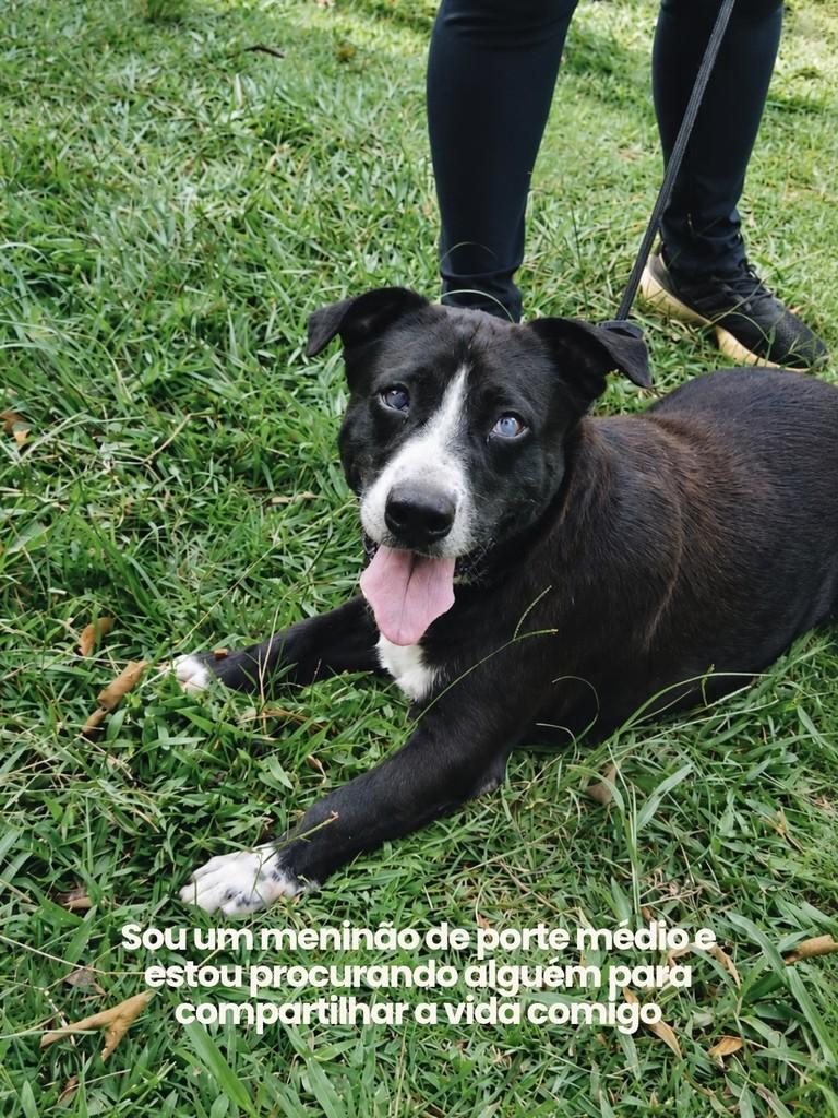 Elvis, cachorro de porte médio para adoção em Salto - SP — foto 2 de 4