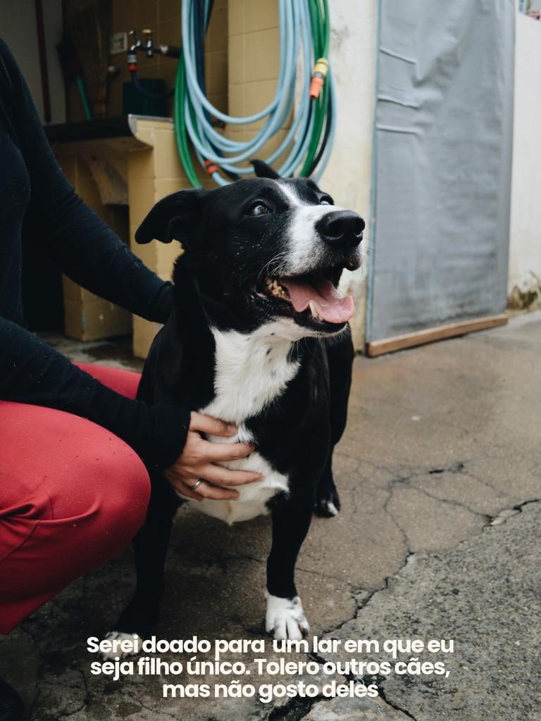 Elvis, cachorro de porte médio para adoção em Salto - SP — foto 3 de 4