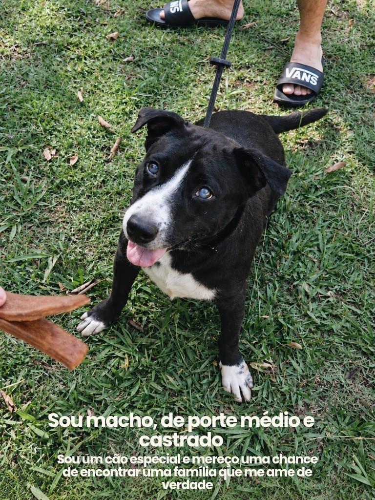 Elvis, cachorro de porte médio para adoção em Salto - SP — foto 4 de 4