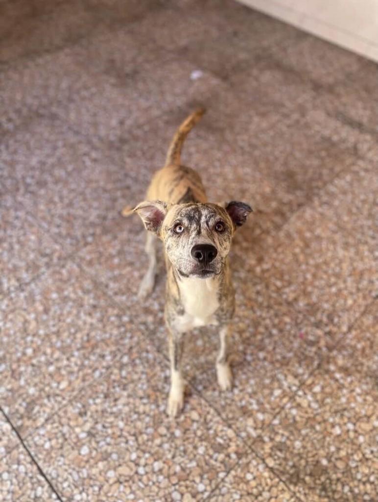 Chokito, cachorro de porte pequeno para adoção em Aracaju - SE