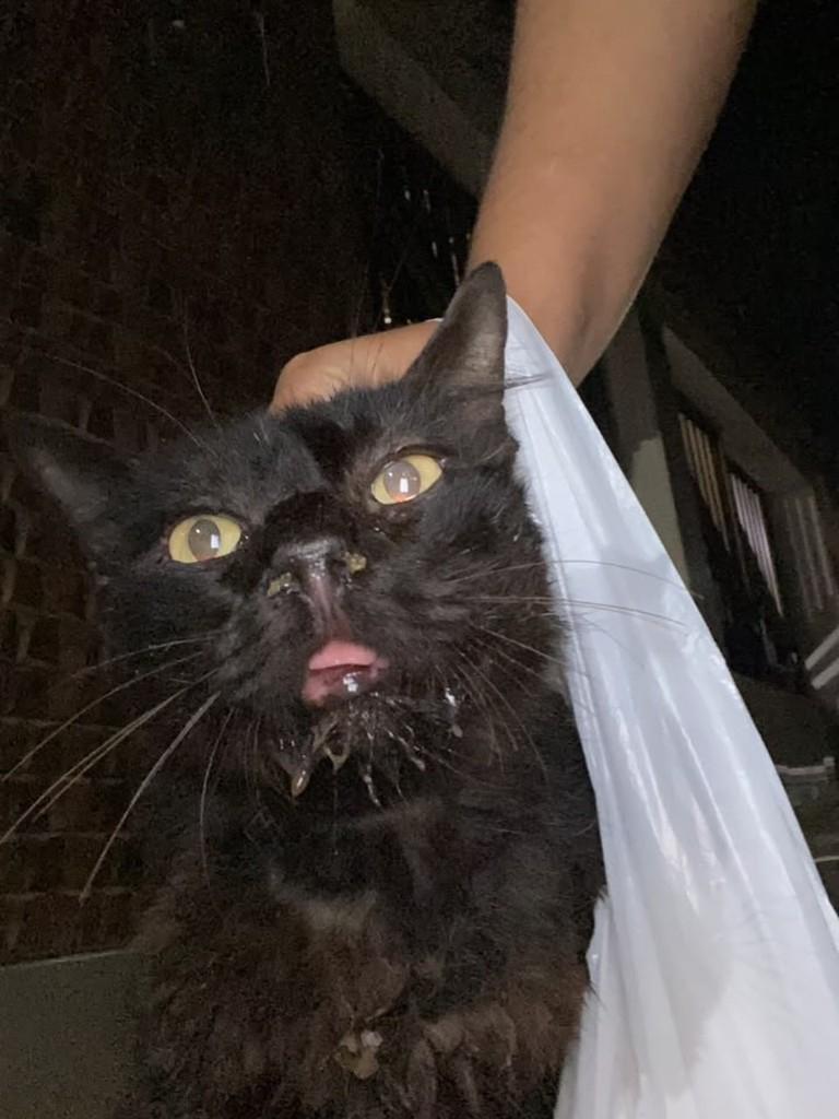 Kamyla, gato de porte pequeno para adoção em Aracaju - SE