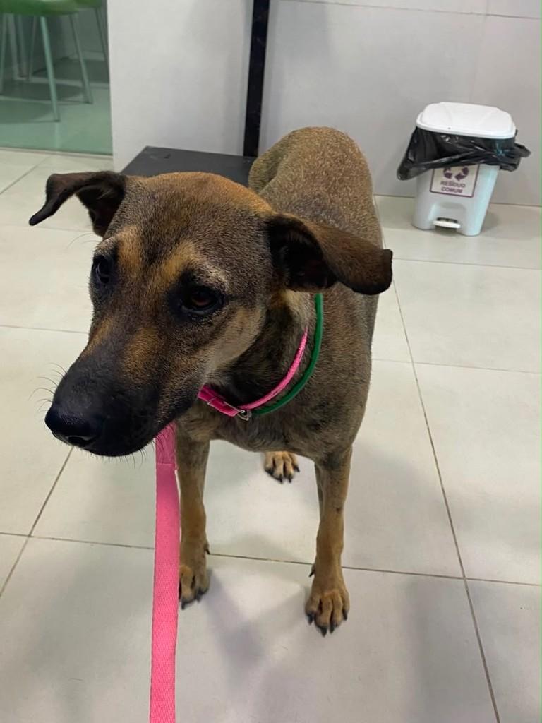 Mel, cadela de porte pequeno para adoção em Aracaju - SE