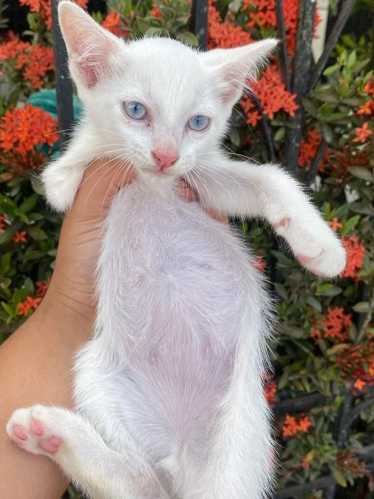 Floquinho, gato de porte pequeno para adoção em Aracaju - SE