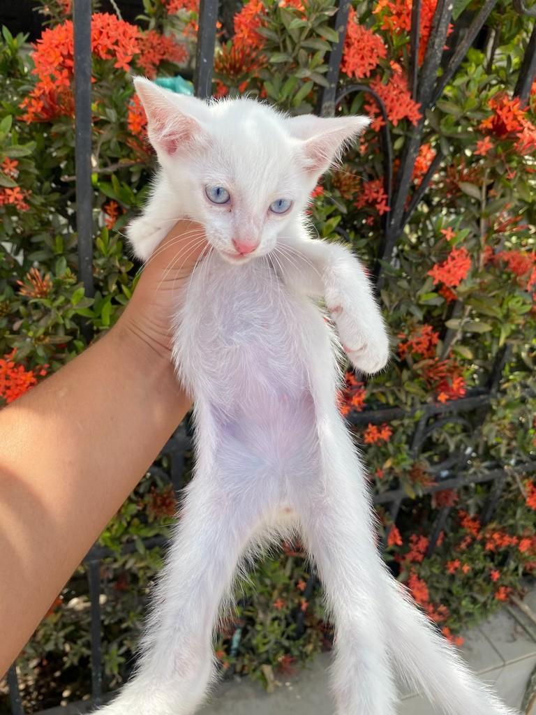 Floquinho, gato de porte pequeno para adoção em Aracaju - SE — foto 2 de 3