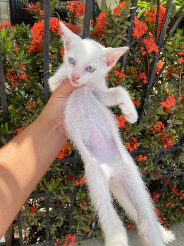Floquinho, gato de porte pequeno para adoção em Aracaju - SE — foto 3 de 3
