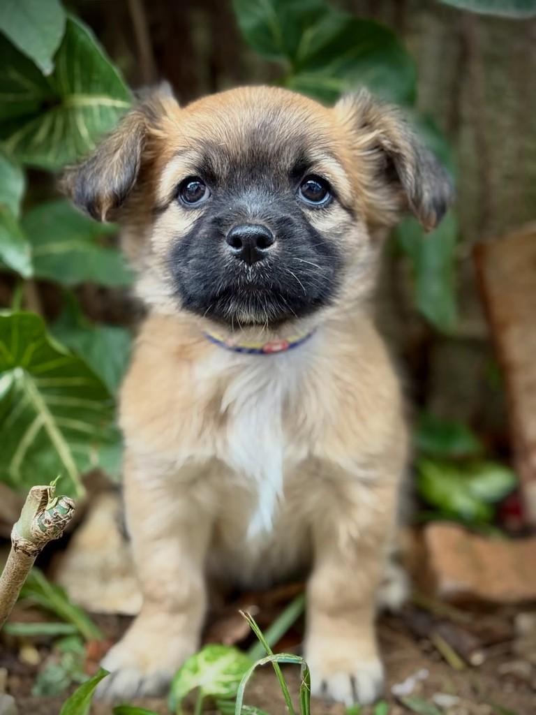Gin, cadela de porte pequeno para adoção em São Paulo - SP