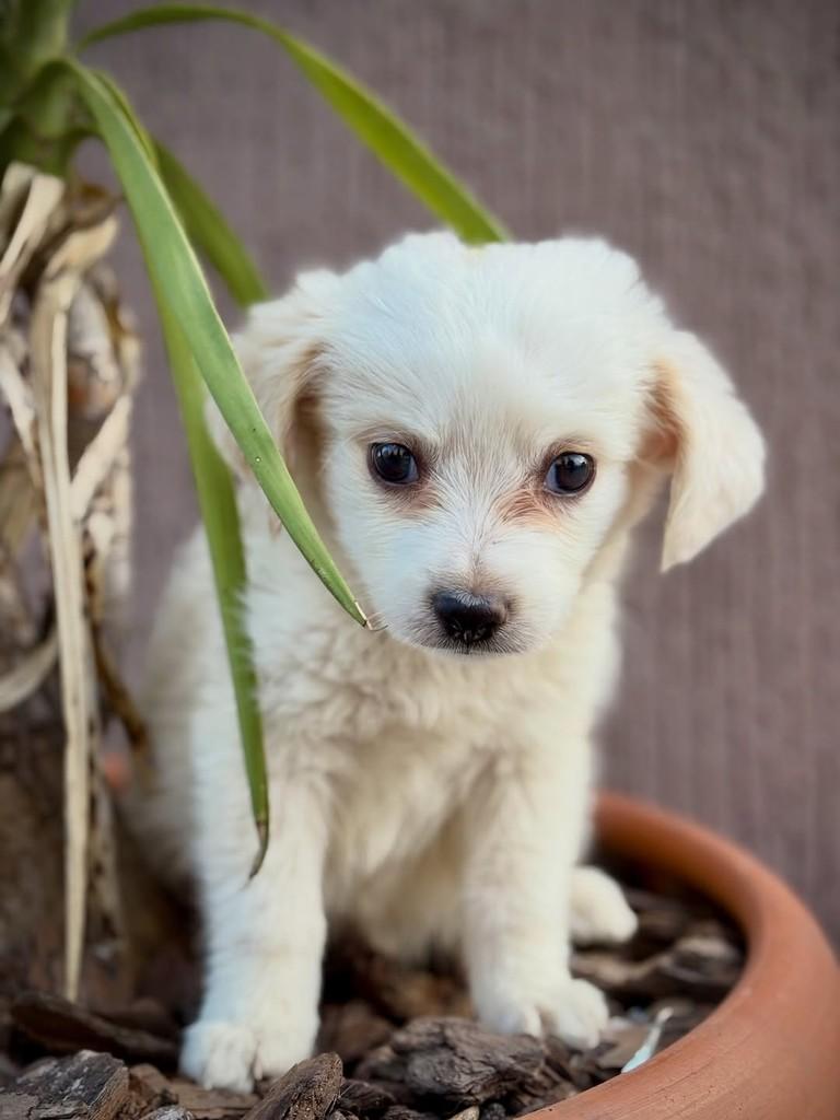 Licor, cachorro de porte pequeno para adoção em São Paulo - SP