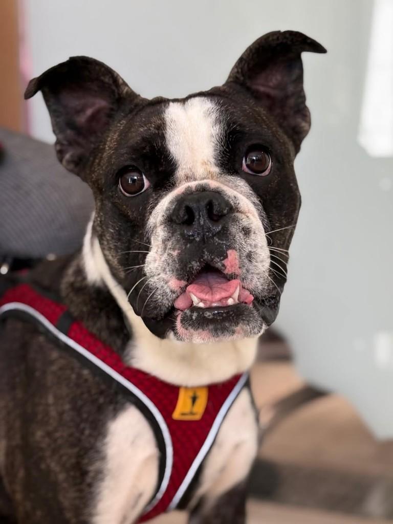 Blueberry, cadela de porte pequeno para adoção em São Paulo - SP