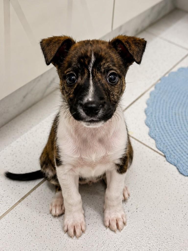 Dijon, cachorro de porte pequeno para adoção em São Paulo - SP