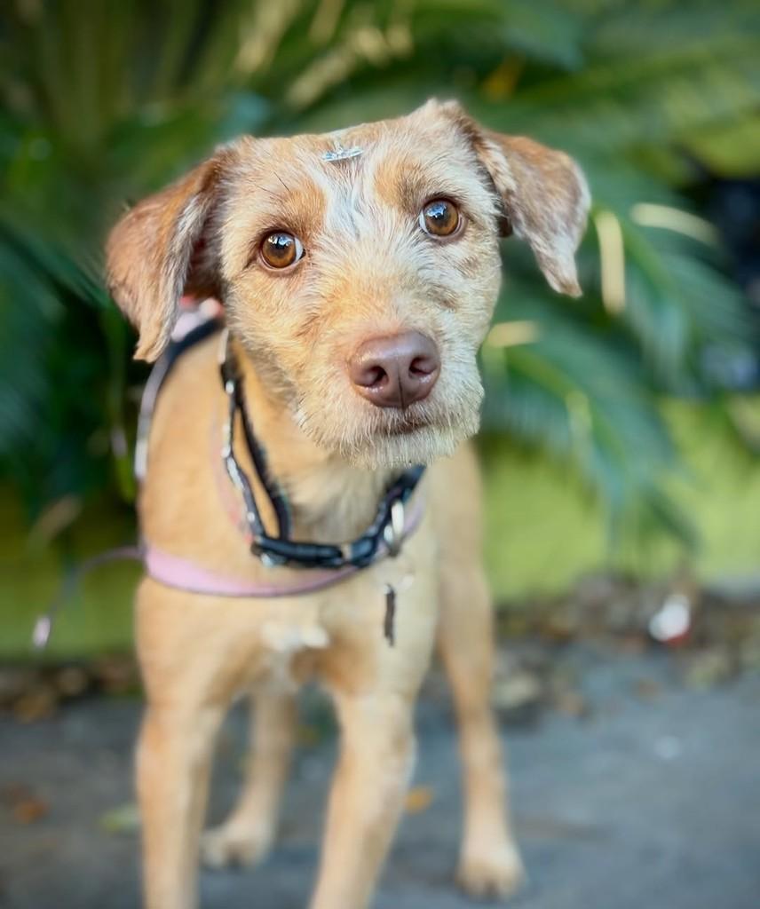 Ashiley, cadela de porte médio para adoção em São Paulo - SP