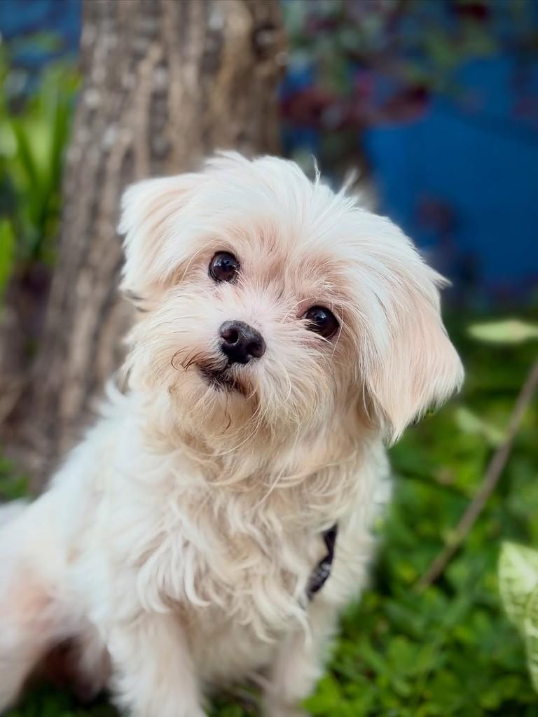 Iogurte, cachorro de porte pequeno para adoção em São Paulo - SP