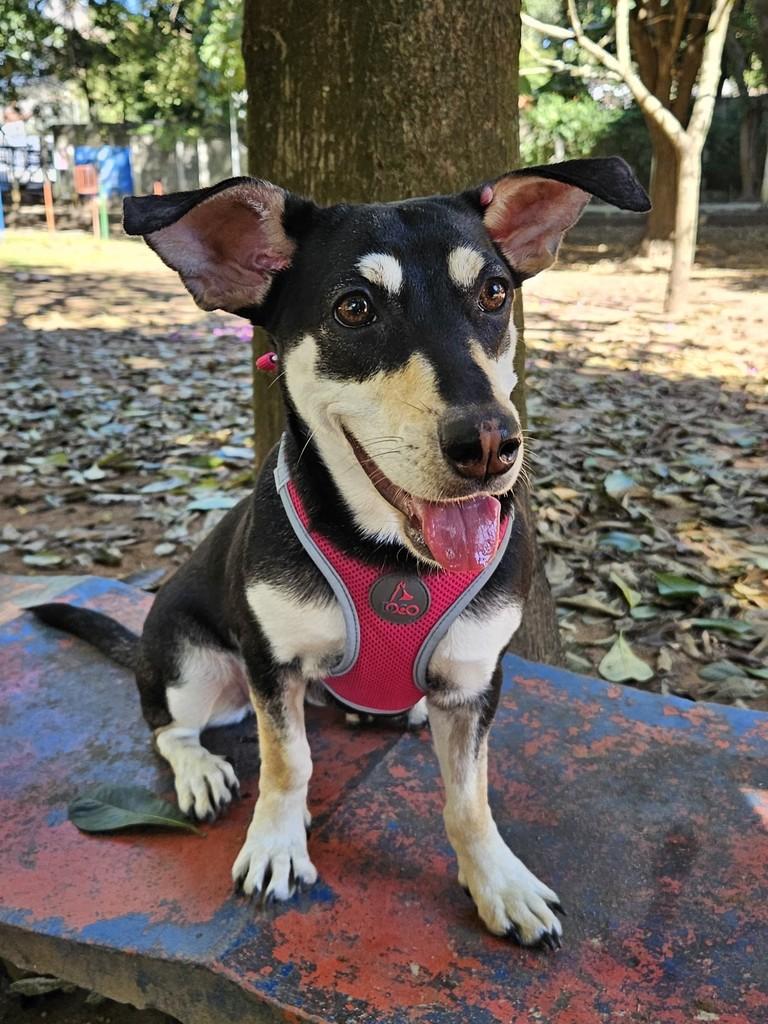 Garoa, cadela de porte pequeno para adoção em São Paulo - SP