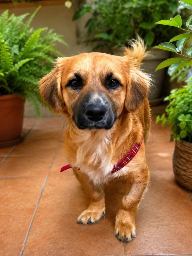Moscow Mule, cachorro de porte pequeno para adoção em São Paulo - SP