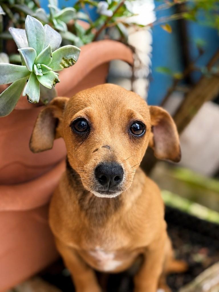 Lampião, cachorro de porte pequeno para adoção em São Paulo - SP