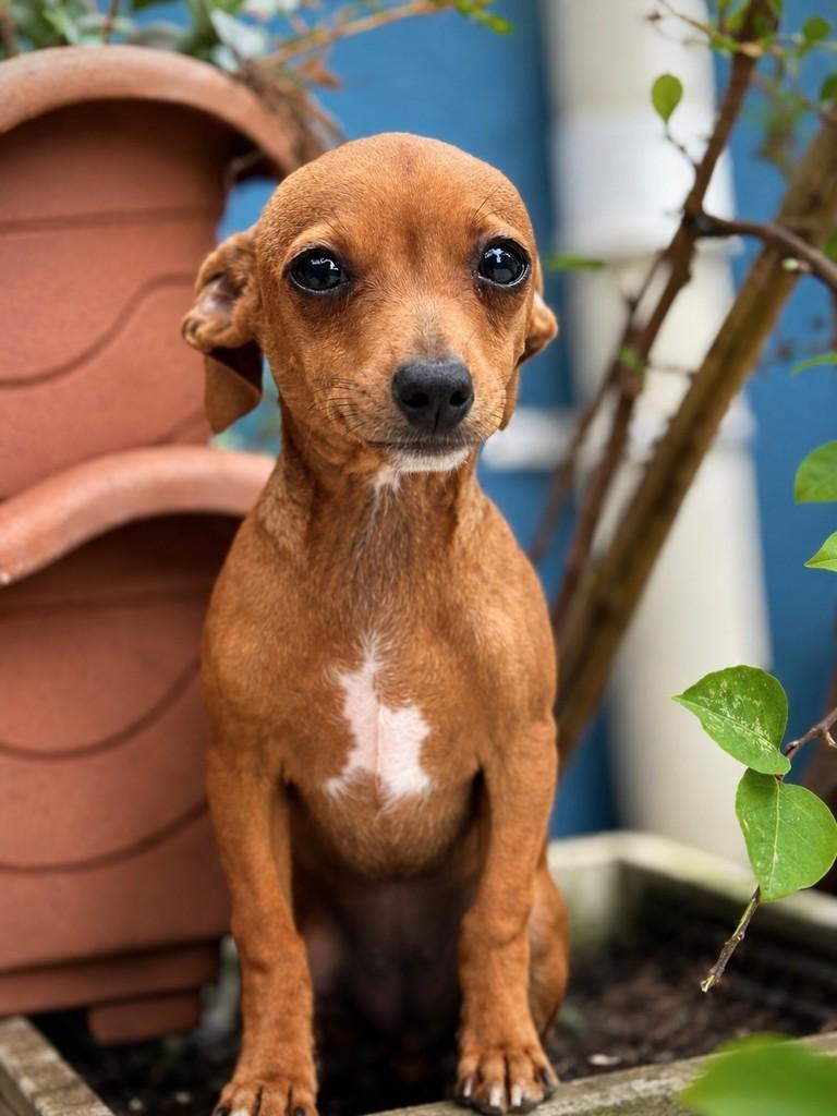 Maria Bonita, cadela de porte pequeno para adoção em São Paulo - SP