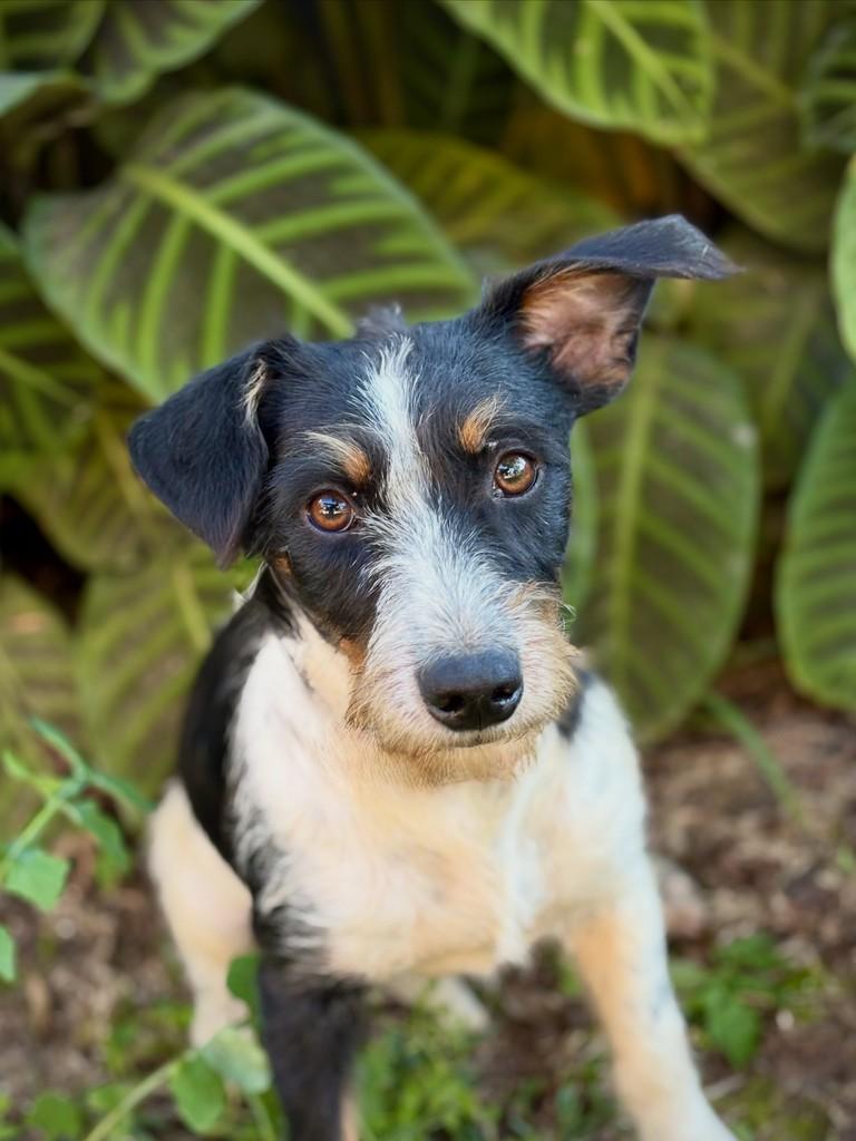 Kinder, cadela de porte pequeno para adoção em São Paulo - SP