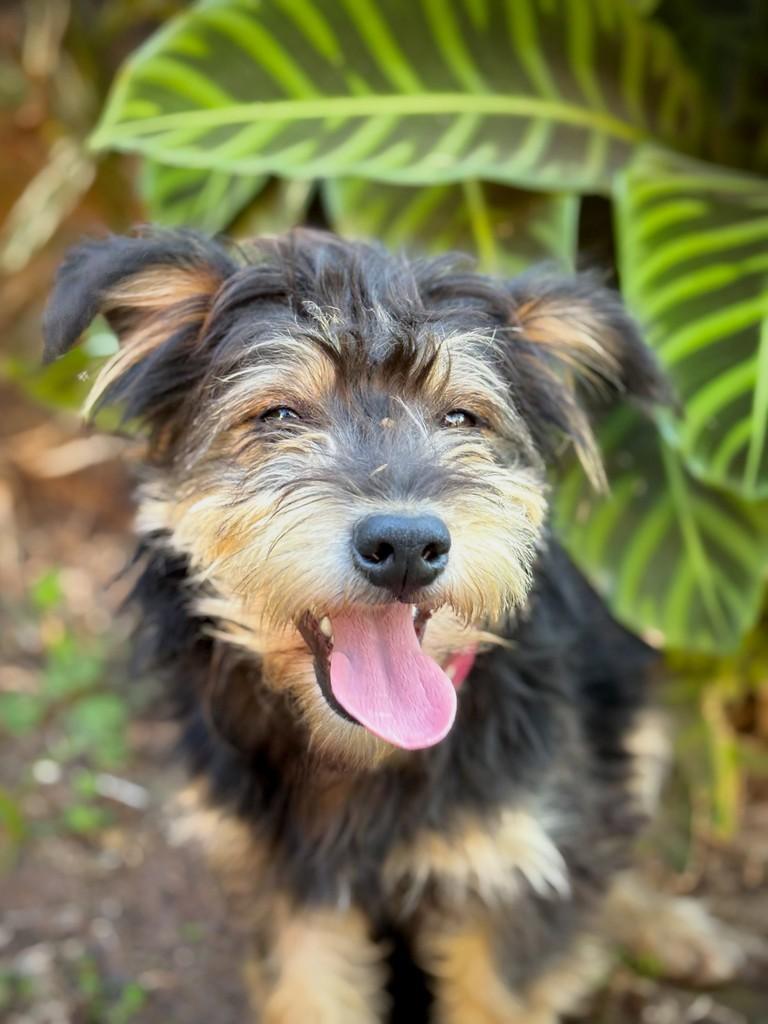Bueno, cachorro de porte pequeno para adoção em São Paulo - SP