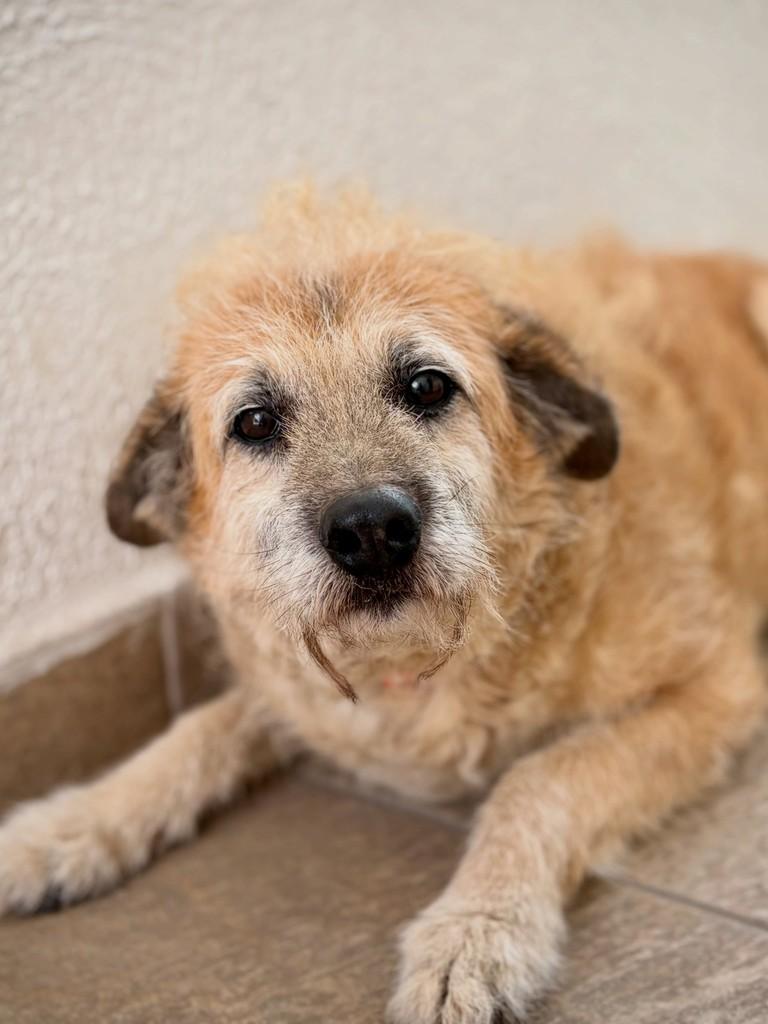 Topete, cachorro de porte pequeno para adoção em São Paulo - SP