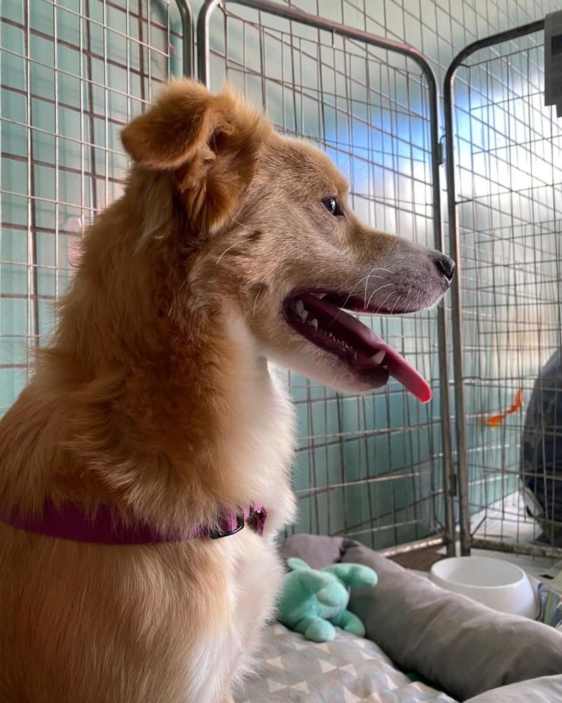 Panceta, cachorro de porte médio para adoção em São Paulo - SP — foto 5 de 7