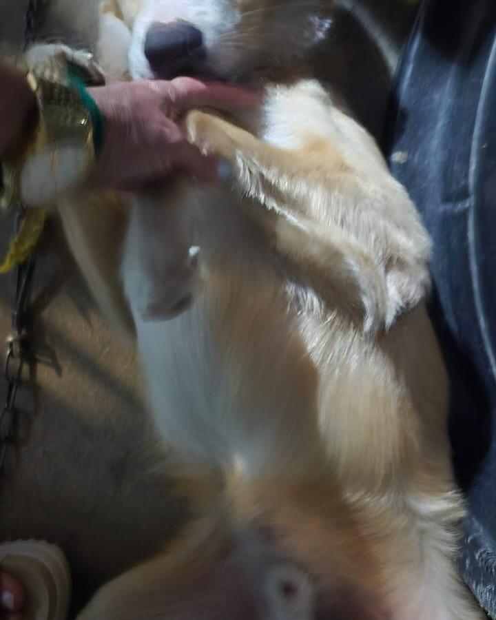 Panceta, cachorro de porte médio para adoção em São Paulo - SP — foto 5 de 6