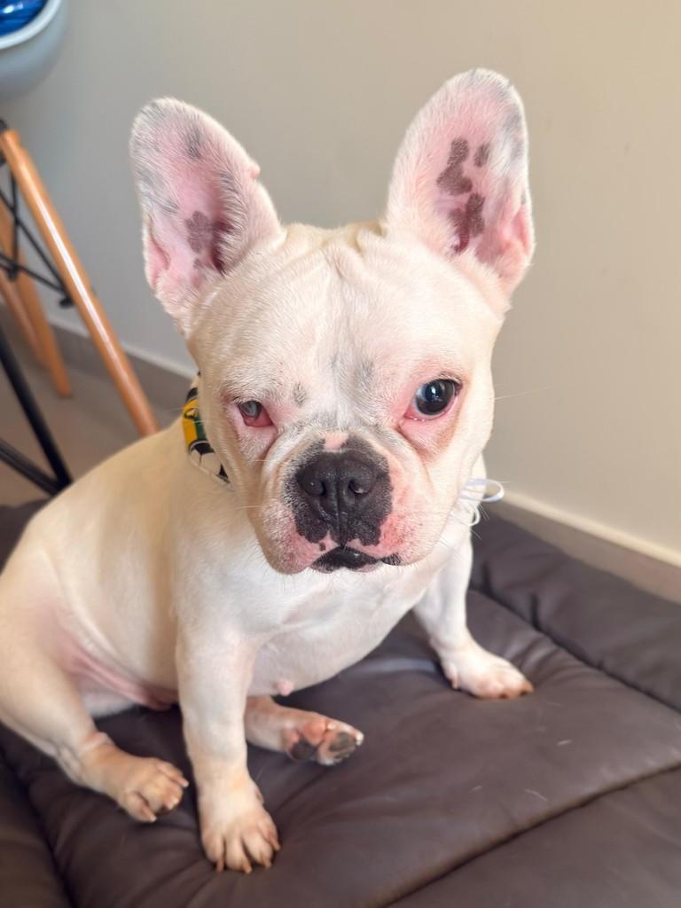 Freya, cadela de porte pequeno para adoção em São Paulo - SP