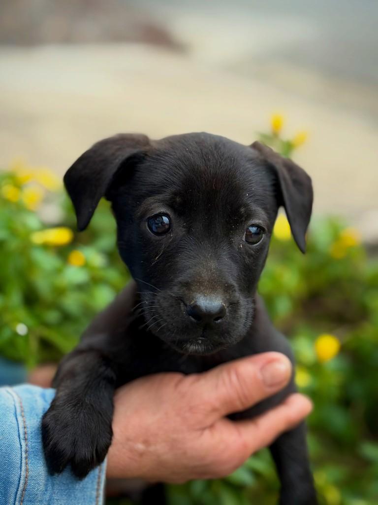 Ouros, cachorro de porte pequeno para adoção em São Paulo - SP