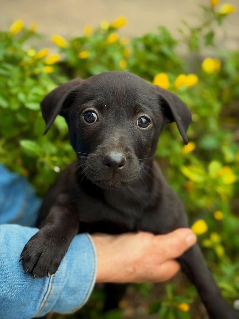 Paus, cachorro de porte pequeno para adoção em São Paulo - SP