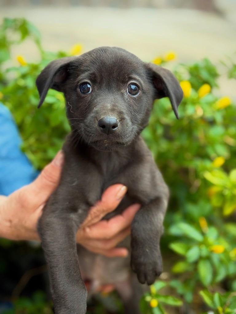 Coringa, cachorro de porte pequeno para adoção em São Paulo - SP