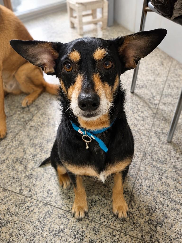 Laila, cadela de porte pequeno para adoção em São Paulo - SP