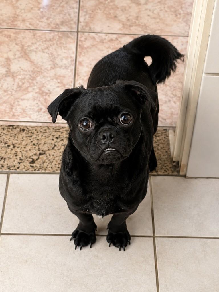 Carpete, cachorro de porte pequeno para adoção em São Paulo - SP