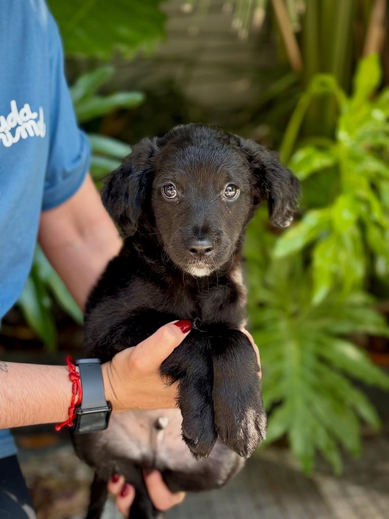 Agamêmnon, cachorro de porte pequeno para adoção em São Paulo - SP