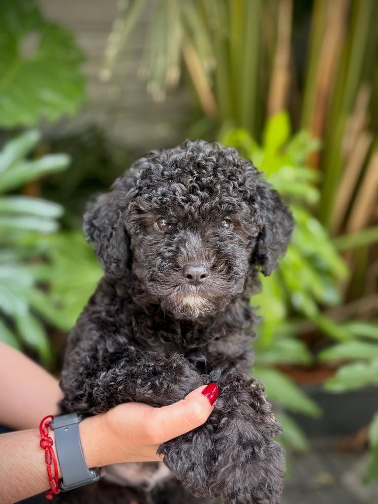 Odisseu, cachorro de porte pequeno para adoção em São Paulo - SP