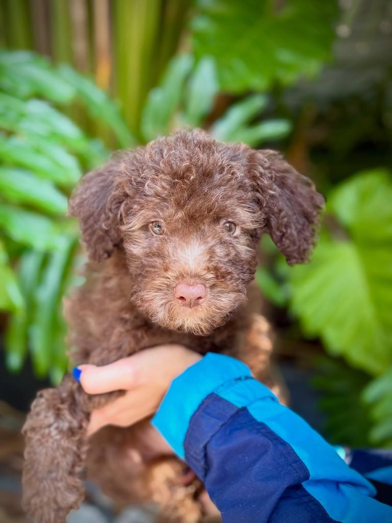 Telêmaco, cachorro de porte pequeno para adoção em São Paulo - SP