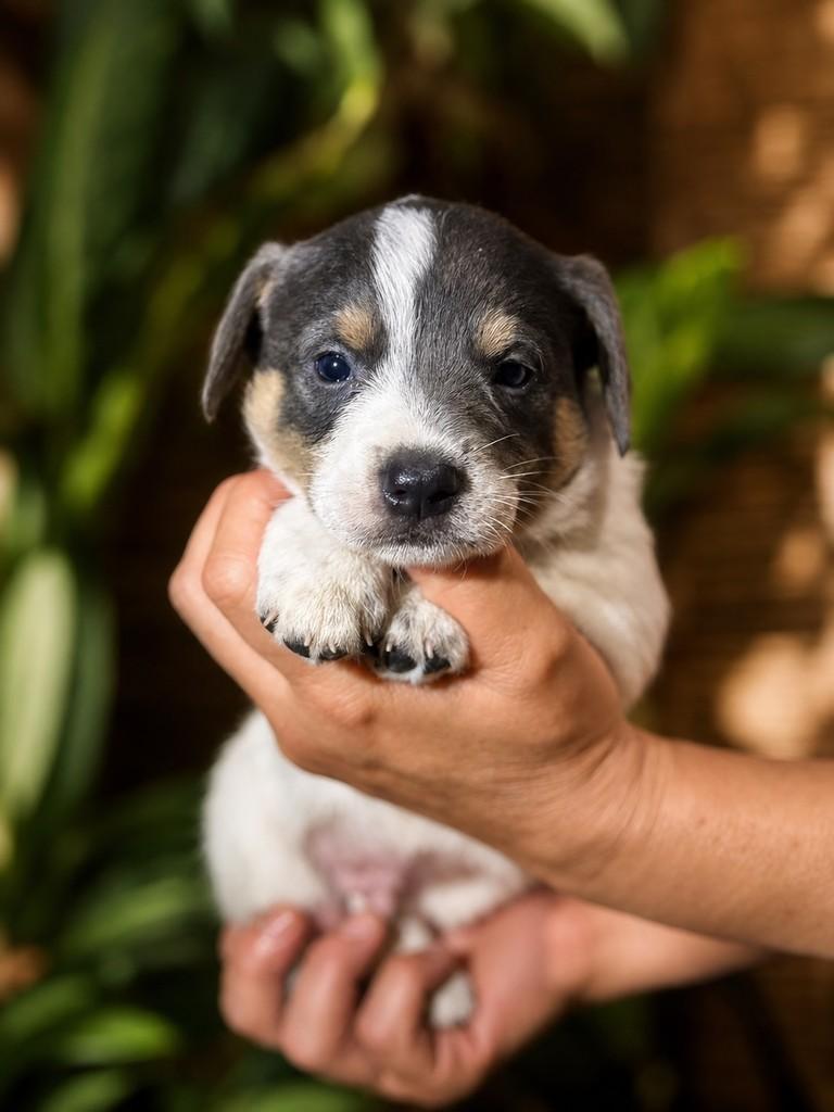 Truco, cachorro de porte pequeno para adoção em São Paulo - SP