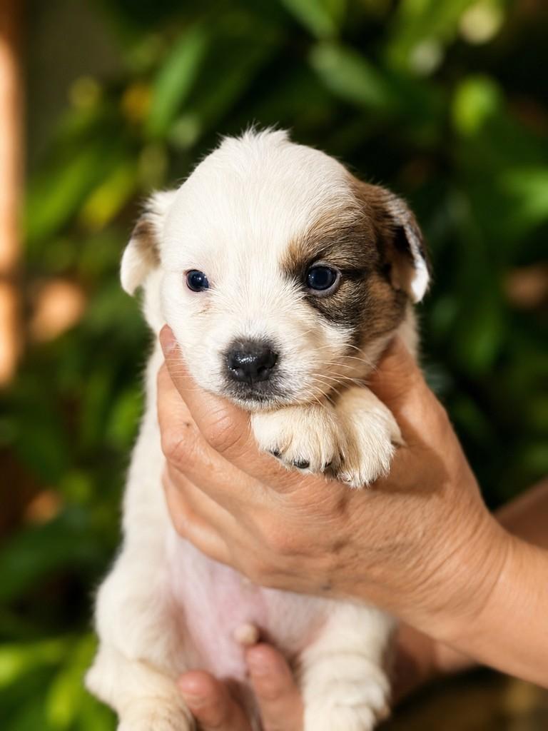 Pôquer, cachorro de porte pequeno para adoção em São Paulo - SP