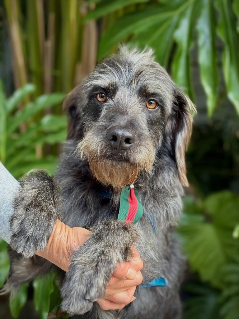 Lúcio, cachorro de porte médio para adoção em São Paulo - SP