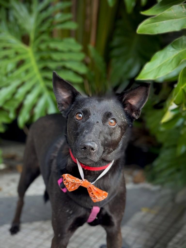 Morceguinho, cachorro de porte pequeno para adoção em São Paulo - SP