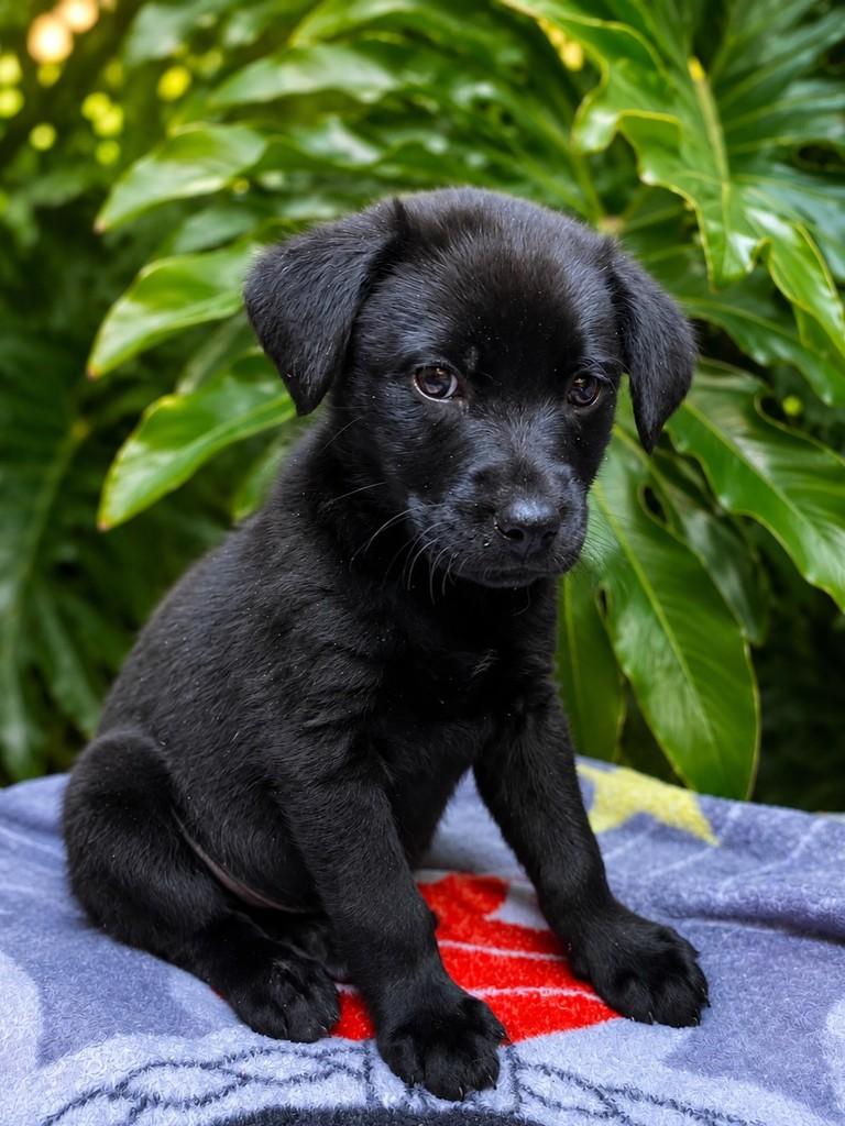 Pepsi, cachorro de porte pequeno para adoção em São Paulo - SP