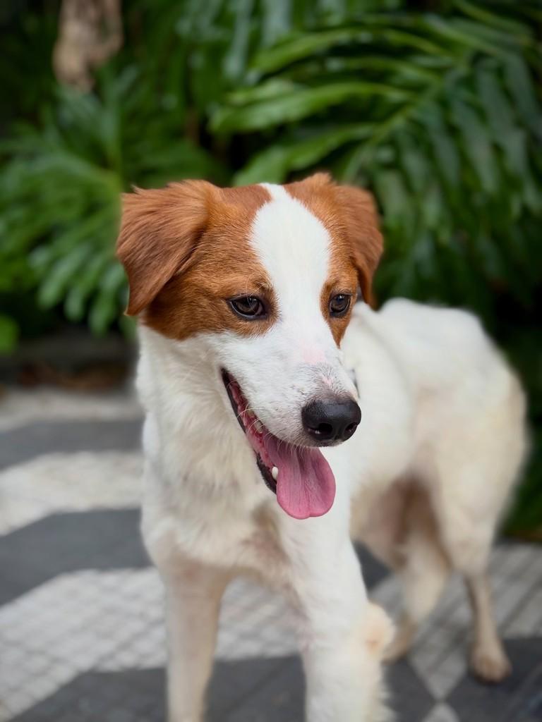 Bertioga, cachorro de porte médio para adoção em São Paulo - SP