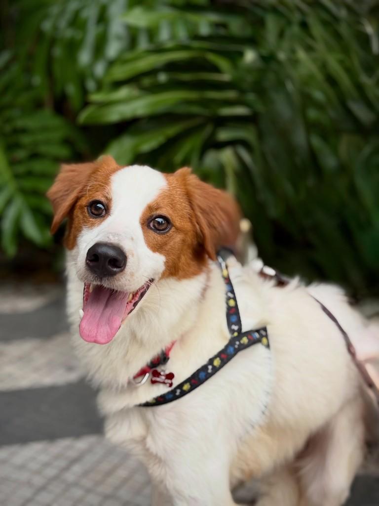 Bertioga, cachorro de porte médio para adoção em São Paulo - SP — foto 2 de 7