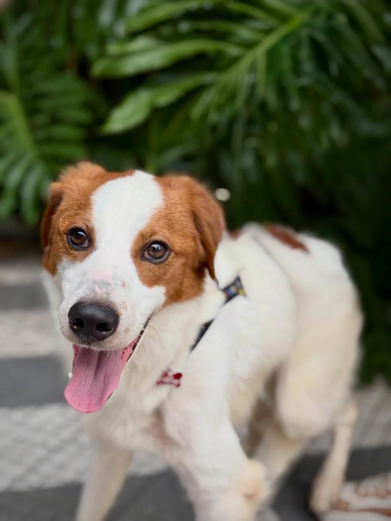 Bertioga, cachorro de porte médio para adoção em São Paulo - SP — foto 3 de 7