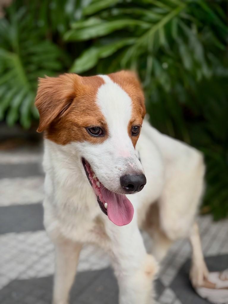 Bertioga, cachorro de porte médio para adoção em São Paulo - SP — foto 4 de 7