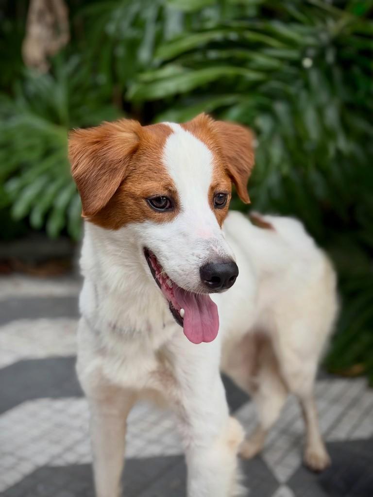 Bertioga, cachorro de porte médio para adoção em São Paulo - SP — foto 5 de 7