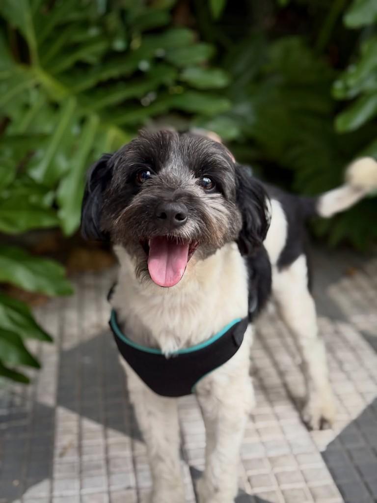 Sidney, cachorro de porte pequeno para adoção em São Paulo - SP