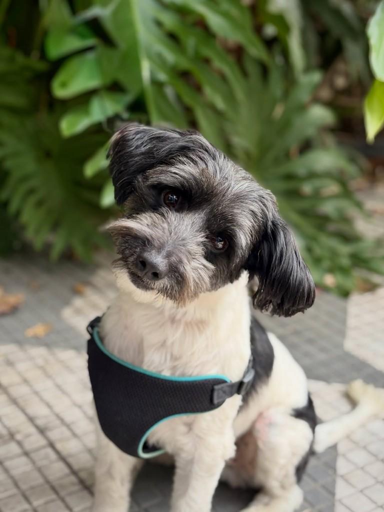 Sidney, cachorro de porte pequeno para adoção em São Paulo - SP — foto 2 de 9