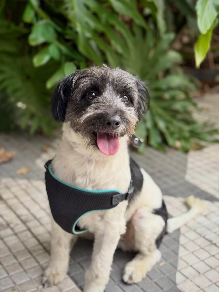 Sidney, cachorro de porte pequeno para adoção em São Paulo - SP — foto 3 de 9
