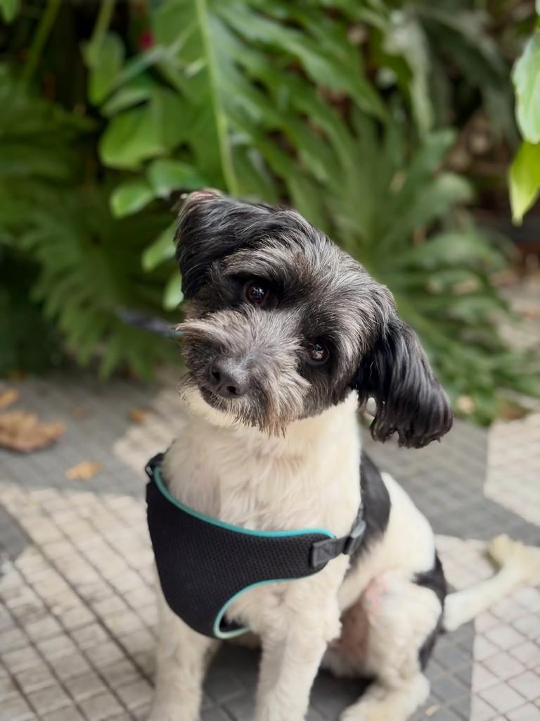 Sidney, cachorro de porte pequeno para adoção em São Paulo - SP — foto 4 de 9