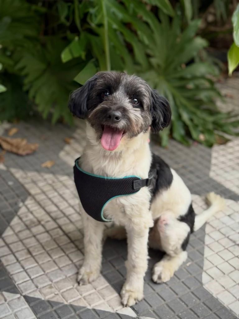 Sidney, cachorro de porte pequeno para adoção em São Paulo - SP — foto 5 de 9