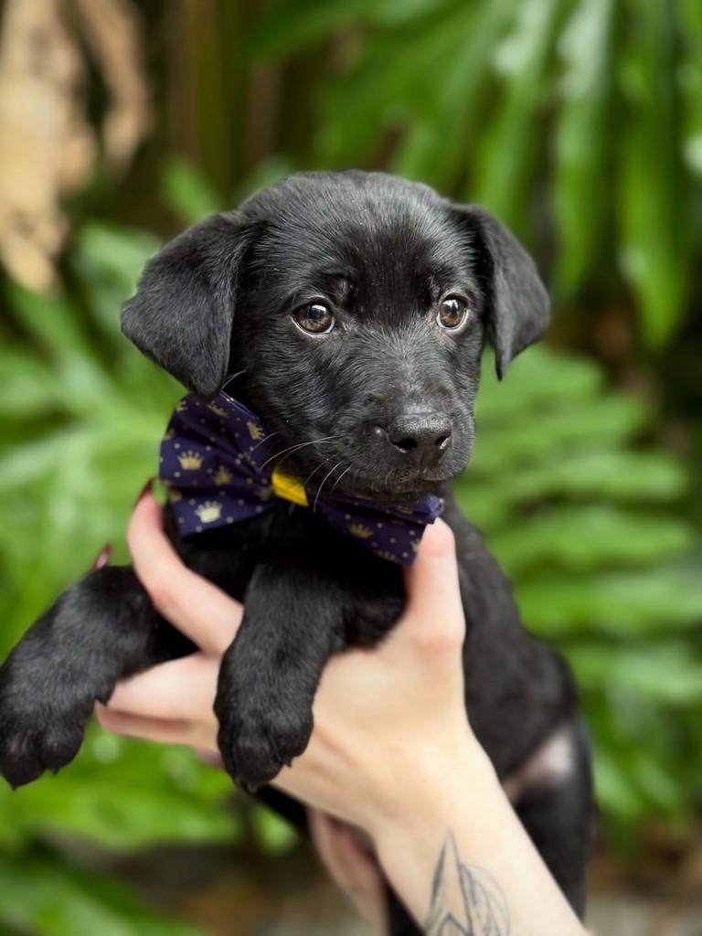Sprite, cachorro de porte pequeno para adoção em São Paulo - SP