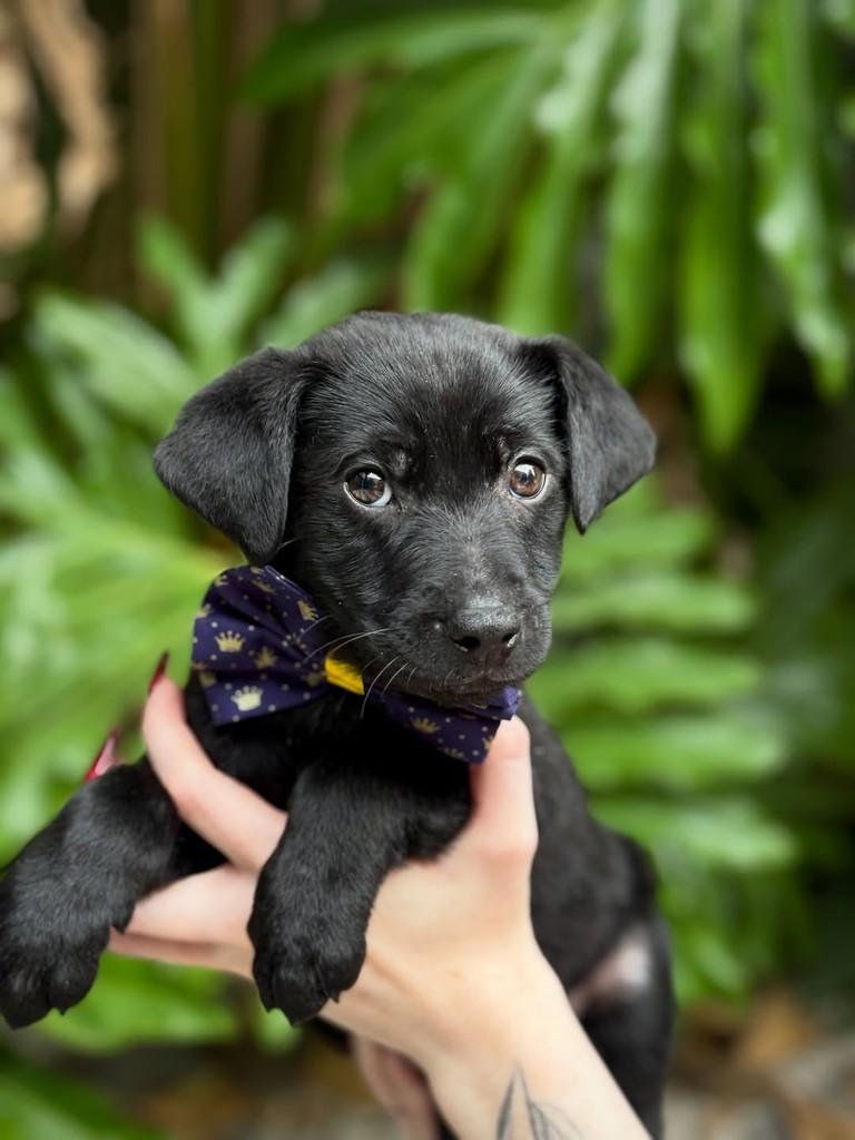 Sprite, cachorro de porte pequeno para adoção em São Paulo - SP — foto 2 de 7